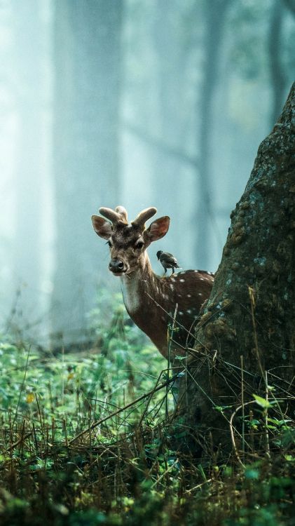 tiger, wildlife, nature, plant, wood