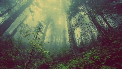 Image green trees under white sky during daytime