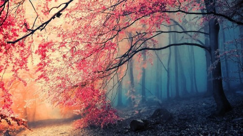 Image brown trees with sun rays