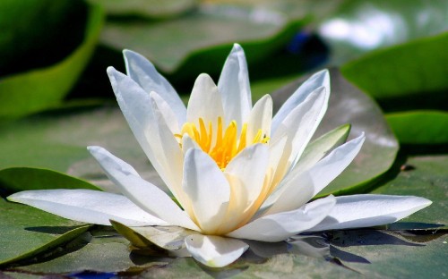 Image white and yellow lotus flower