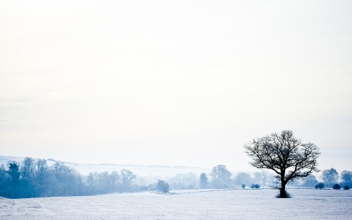 Image bare tree on snow covered field during daytime