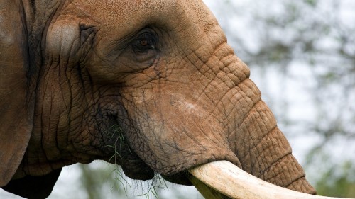 Image brown elephant in close up photography during daytime