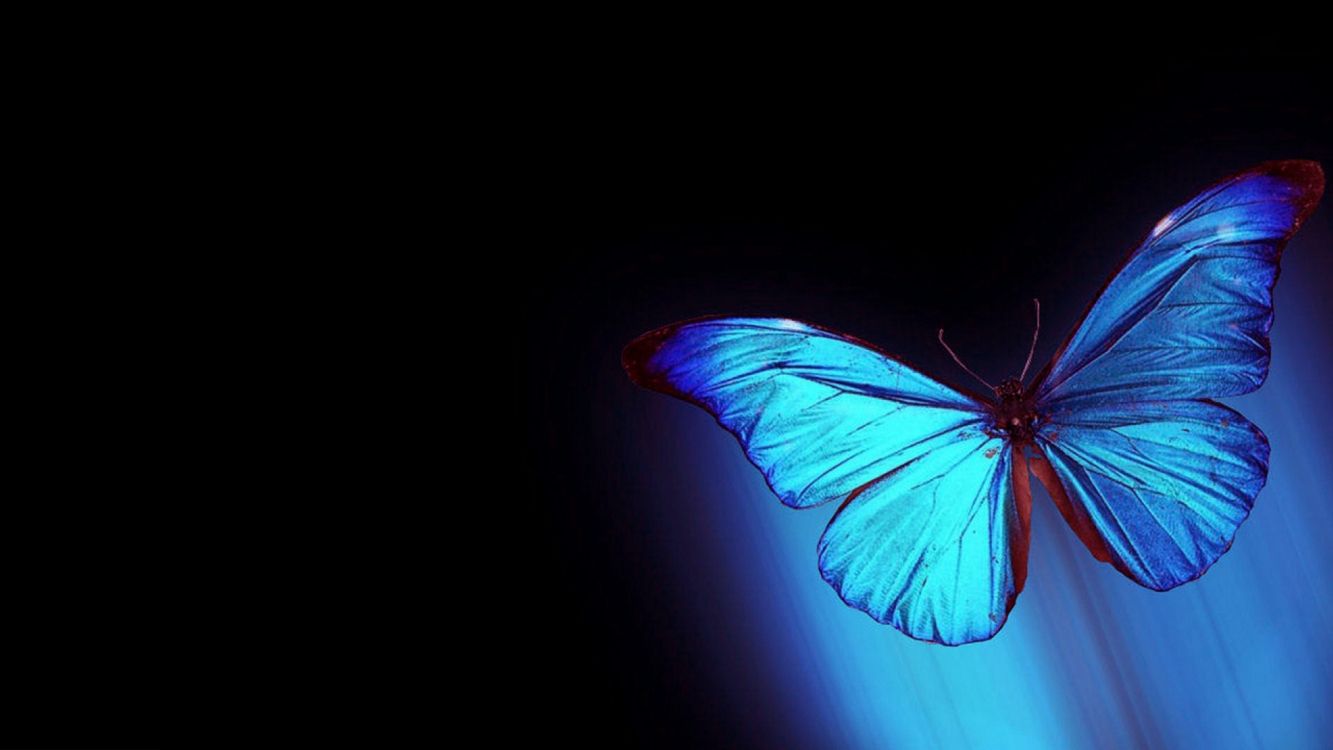 Ailes de Papillon Bleu et Noir. Wallpaper in 2560x1440 Resolution