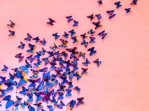 Image blue and black birds on white wall