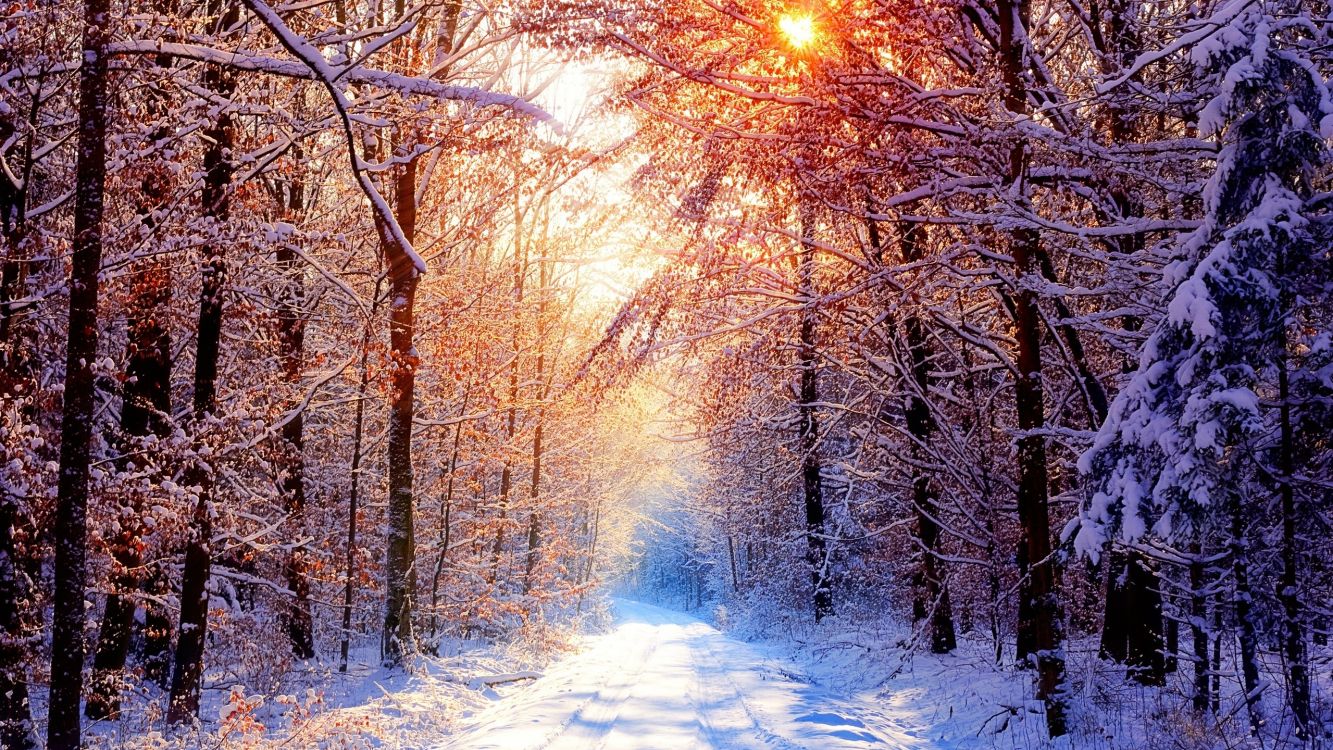 brown trees on snow covered ground during daytime