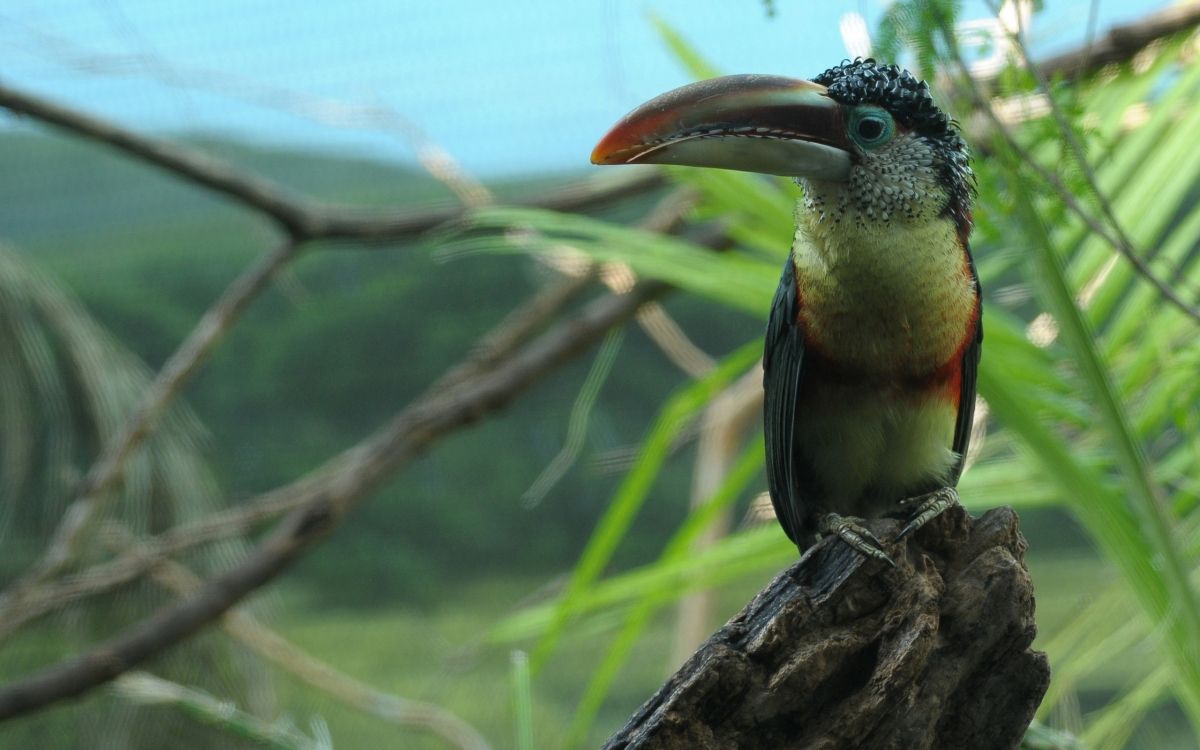 black yellow and green bird on brown tree branch during daytime