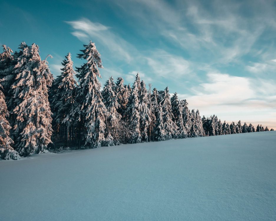 daytime, tree, winter, blue, mountain