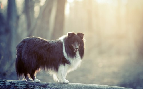 Image black and white long coated dog