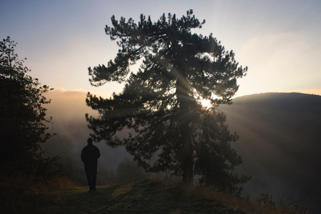 Mélèze, Silhouette, Nature, Paysage Naturel, Matin. Wallpaper in 6240x4160 Resolution