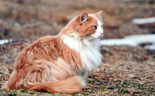 Image orange and white long fur cat on ground