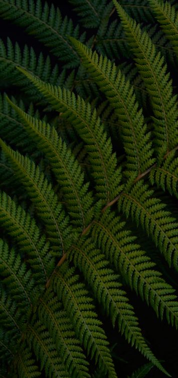 Feuille, Fougère, Fougère à L'autruche, Nature, Botanique. Wallpaper in 1421x3000 Resolution