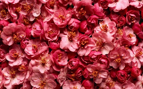 Image pink and white flower petals