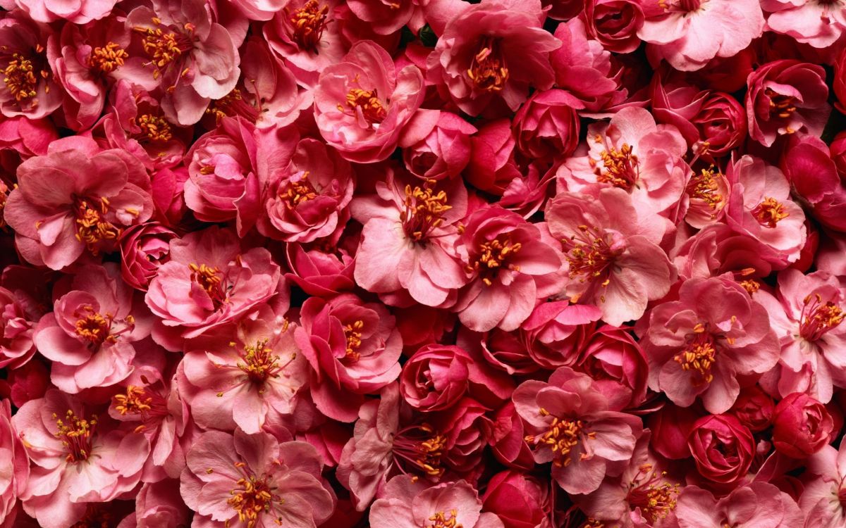 pink and white flower petals