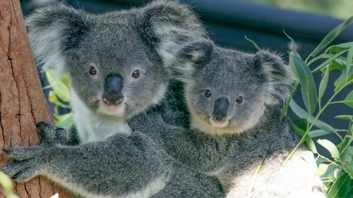 Image gray koala bear plush toy