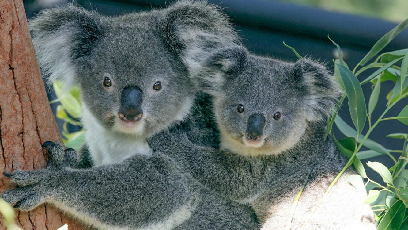 gray koala bear plush toy