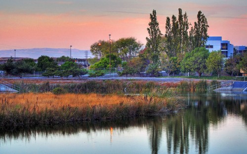 Image green trees beside body of water during daytime