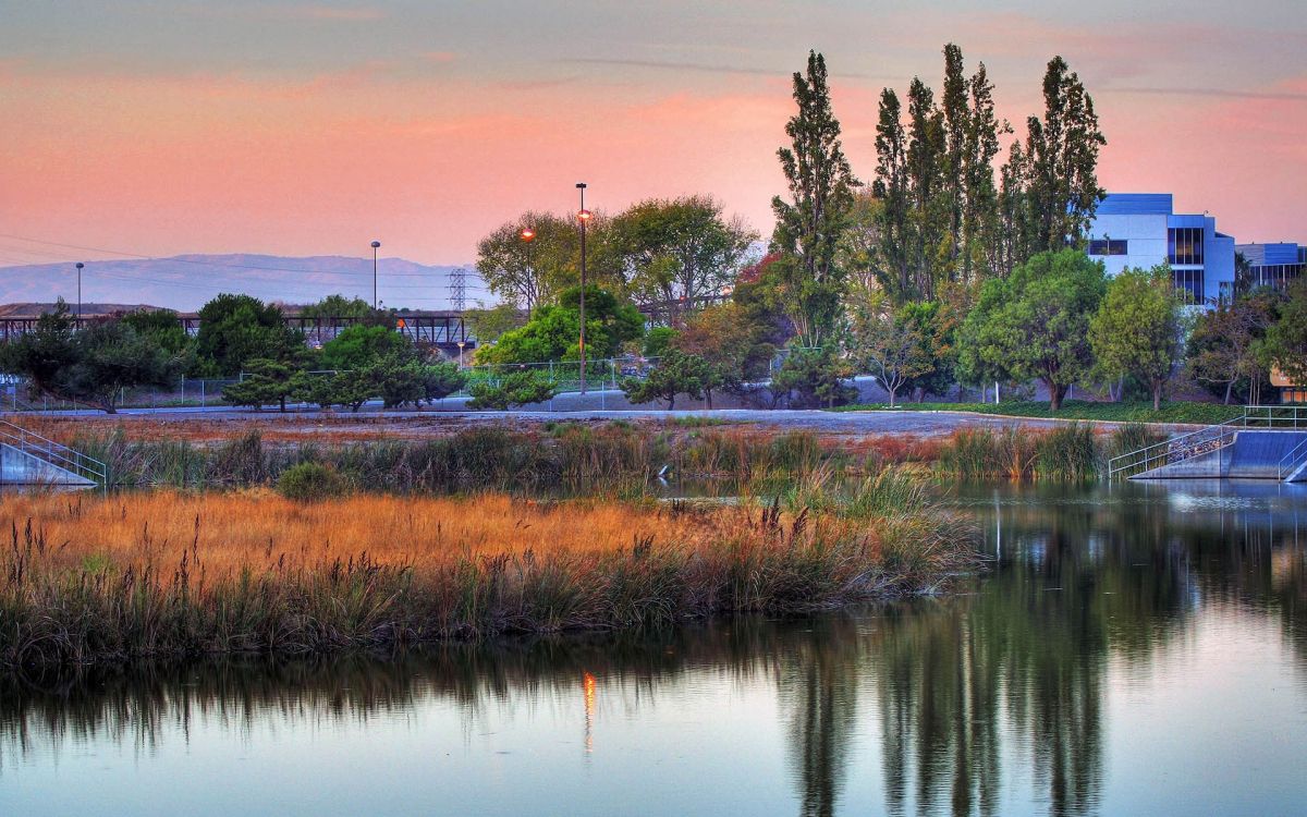 green trees beside body of water during daytime