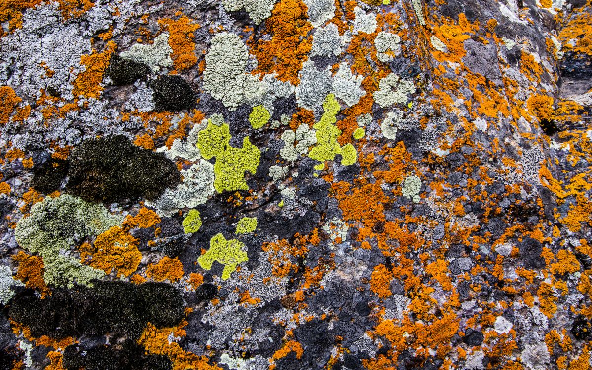 Fragmentos de Piedra Marrón y Negra. Wallpaper in 2560x1600 Resolution