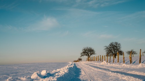 Image bare trees on snow covered ground under blue sky during daytime