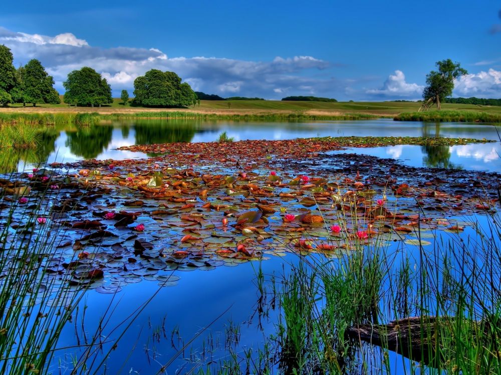 green grass field near lake under blue sky during daytime