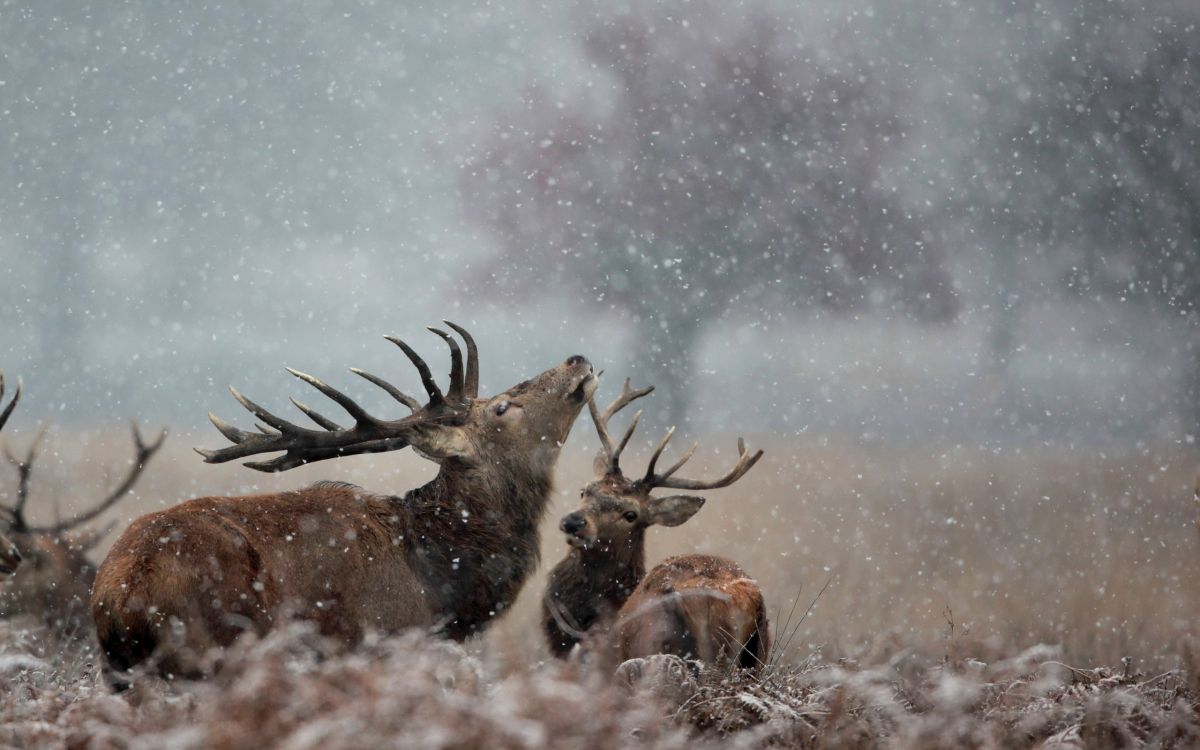 Cerf Brun Sur Sol Couvert de Neige. Wallpaper in 2560x1600 Resolution