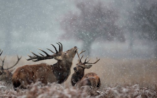 Image brown deer on snow covered ground