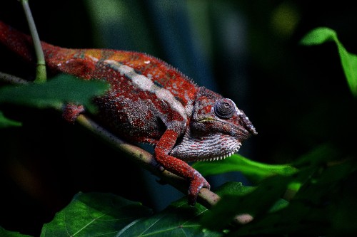 Image green and brown chameleon on green tree branch