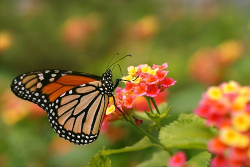 Image monarch butterfly perched on red flower in close up photography during daytime