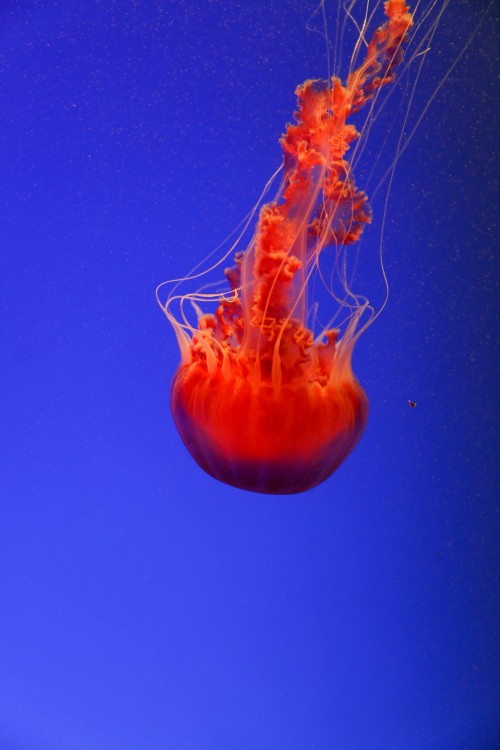 Image Red jellyfish, invertebrate, marine invertebrates, jellyfish, cnidaria