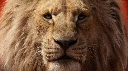 Image brown lion in close up photography