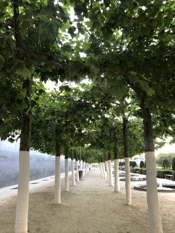 Branch, Biologie, Wissenschaft, Woody Pflanze, Stamm. Wallpaper in 1536x2048 Resolution