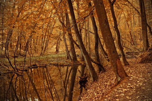 Wallpaper Alley Pond Park Park Alley Pond Adventure Course Friends Wallpaper Alley Pond Park Park Alley Pond Adventure Course Friends