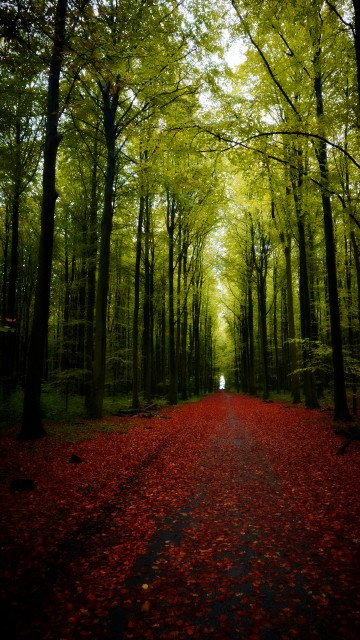 Image nature, tree, Scenery, landscape, road