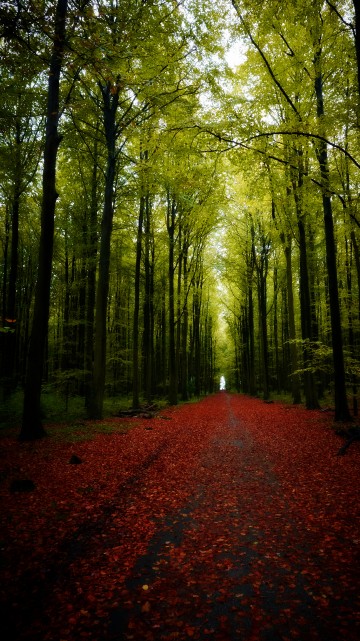 Image nature, tree, Scenery, landscape, road