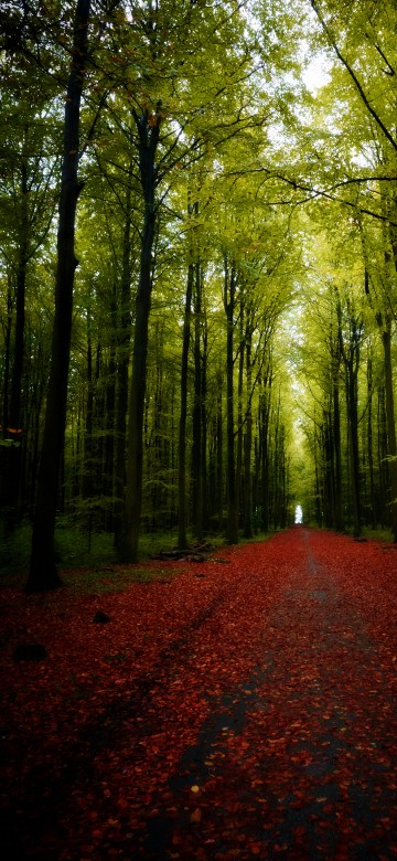 Image nature, tree, Scenery, landscape, road
