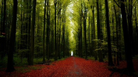 Image nature, tree, Scenery, landscape, road