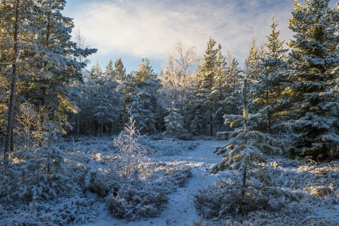 针叶树, 冬天, 森林, 冻结, 荒野 壁纸 4990x3327 允许