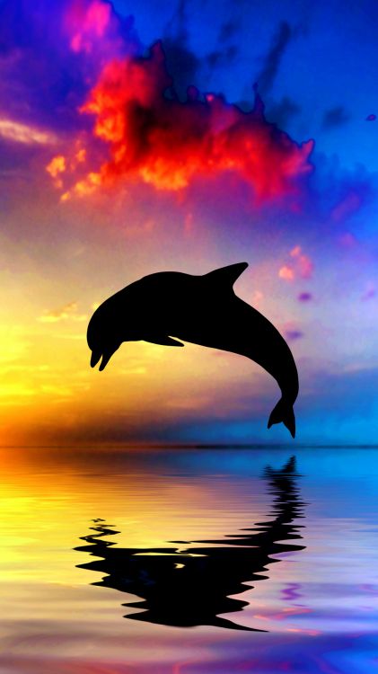 Dauphin au Coucher du Soleil, Grand Dauphin Commun, Wholphin, Dauphin à Nez Blanc, un Dauphin. Wallpaper in 1080x1920 Resolution
