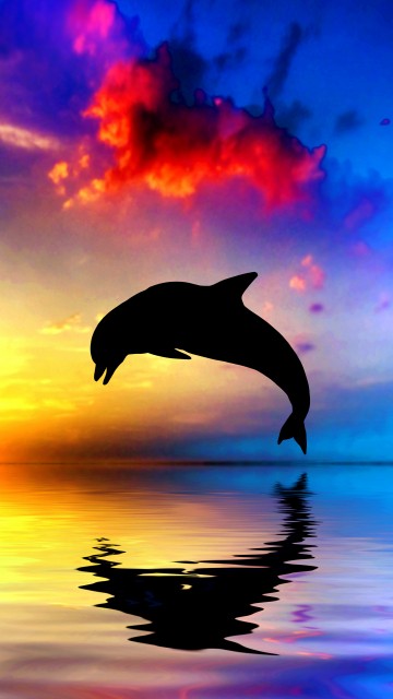 Image sunset dolphin, Common bottlenose dolphin, dolphin, wholphin, sunset