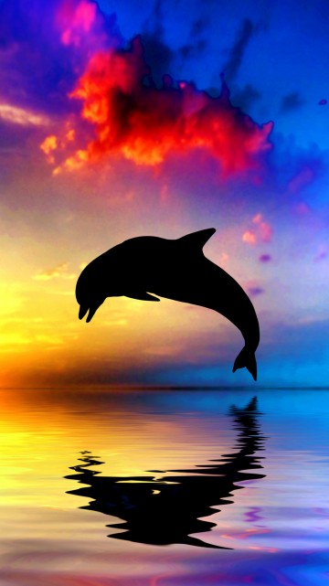 Image sunset dolphin, Common bottlenose dolphin, dolphin, wholphin, sunset