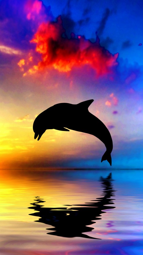 Image sunset dolphin, Common bottlenose dolphin, dolphin, wholphin, sunset