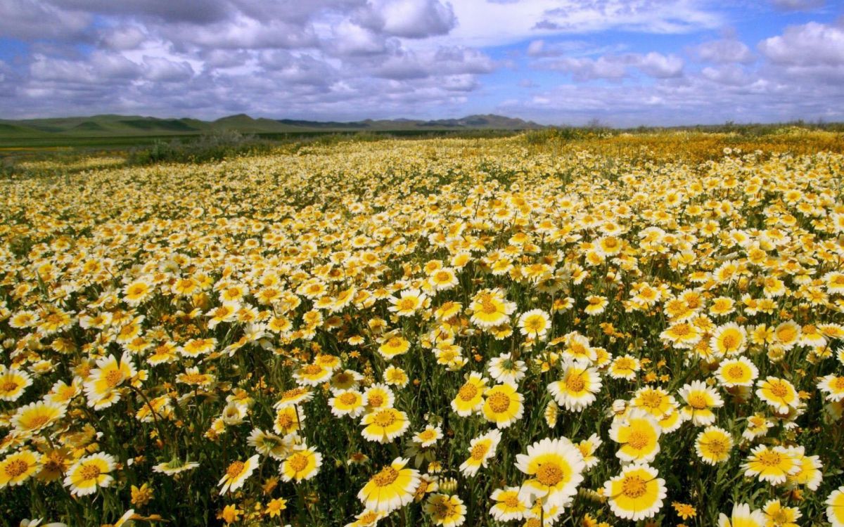 Campo de Flores Amarillas y Blancas Bajo Nubes Blancas y Cielo Azul Durante el Día. Wallpaper in 1920x1200 Resolution