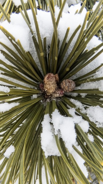 Image green pine tree during daytime