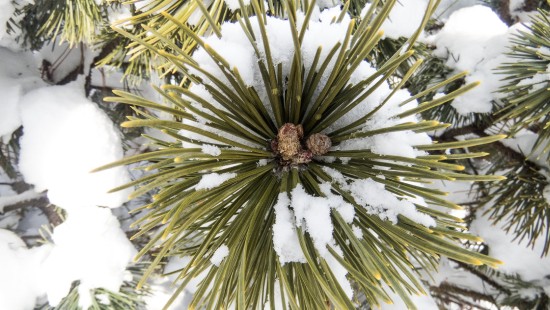 Image green pine tree during daytime