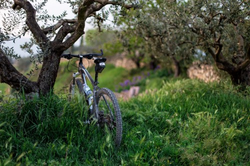 Image white and black hardtail mountain bike on green grass field during daytime