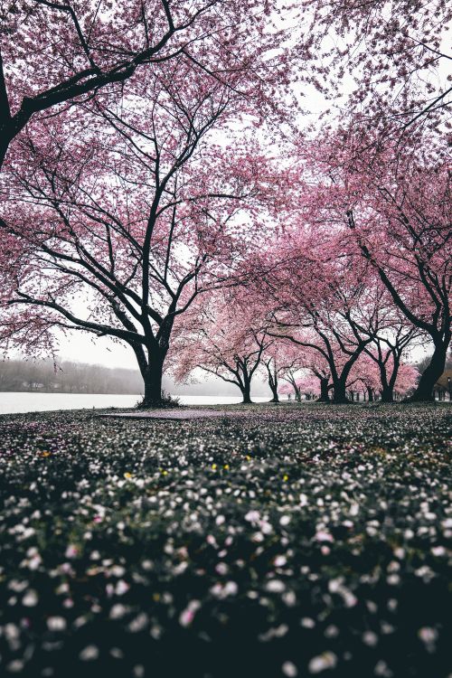 Cherry Blossom, Blossom, Tree, Nature, Branch. Wallpaper in 4000x6000 Resolution