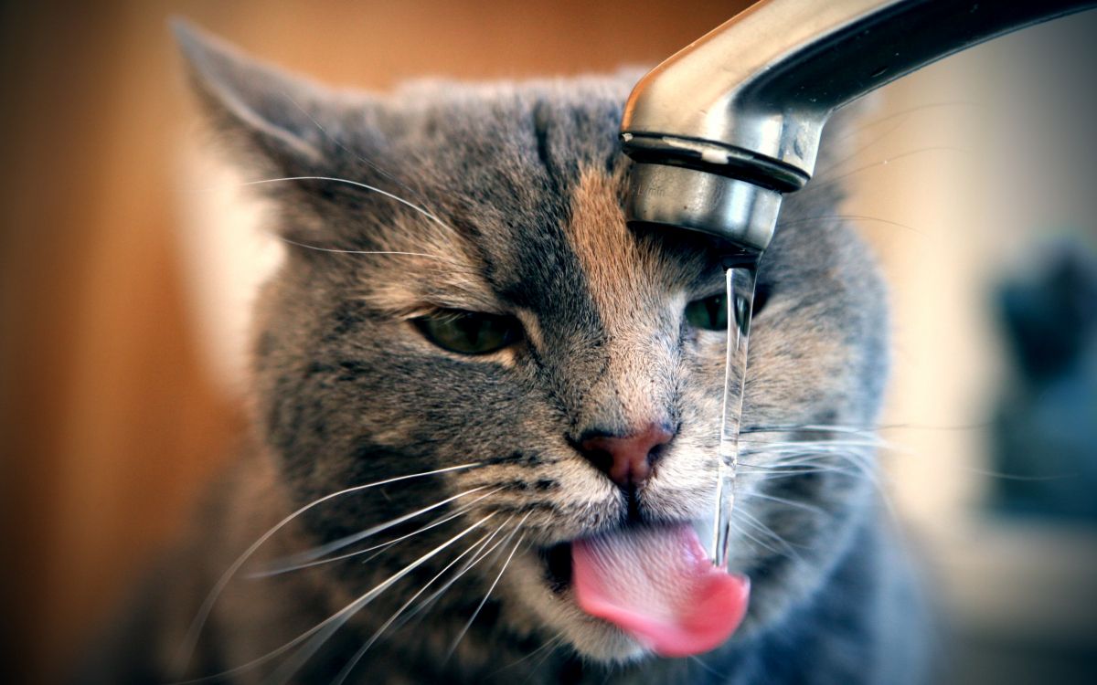 brown tabby cat drinking water from faucet