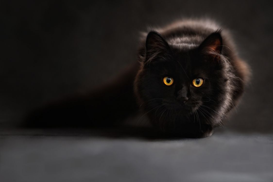 black cat lying on white textile